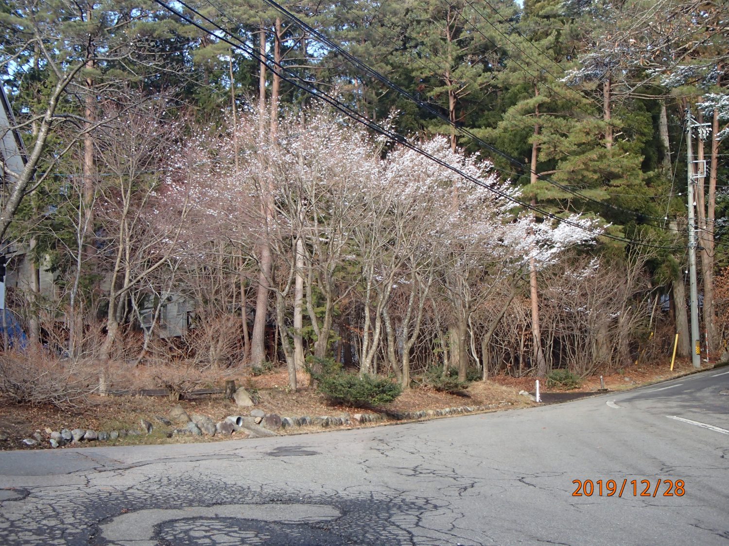 雪桜