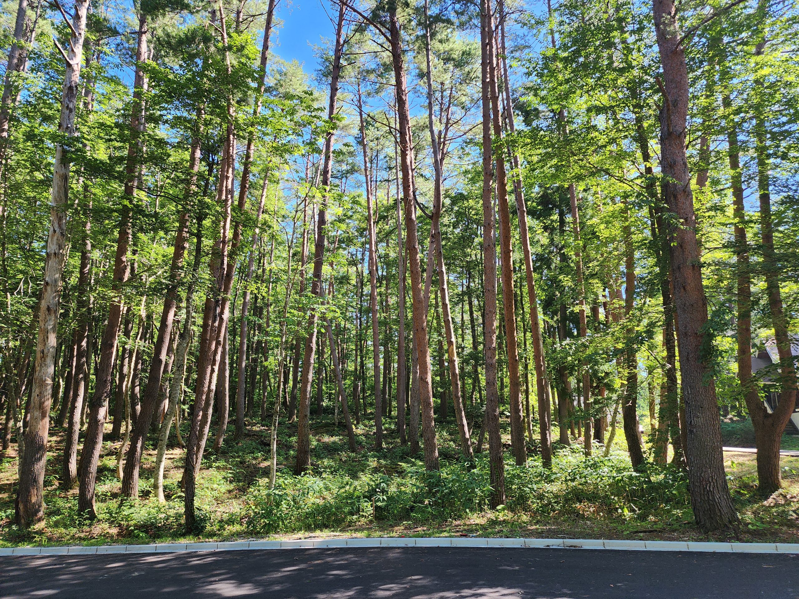 道路からの写真	